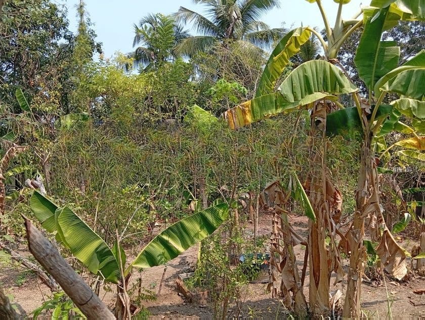 Land for Sale in Thibirigaskatuwa, Negombo