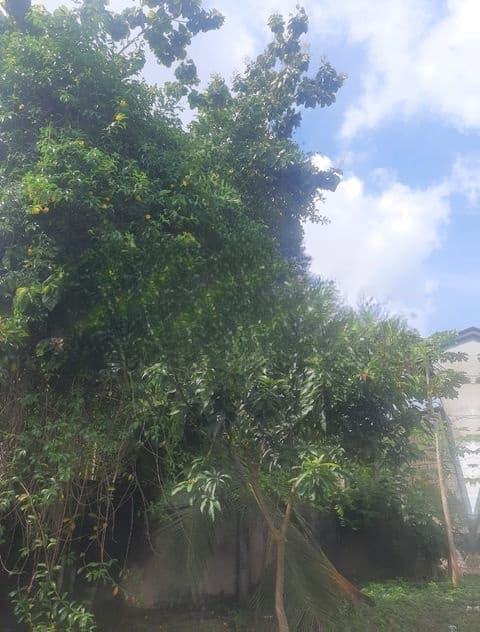 Land For Sale In Boralesgamuwa Abillawatta