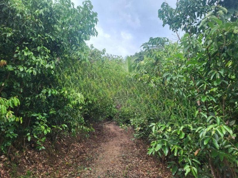 Cinnamon Cultivated Land For Sale In Ahangama Inland -code Add 607