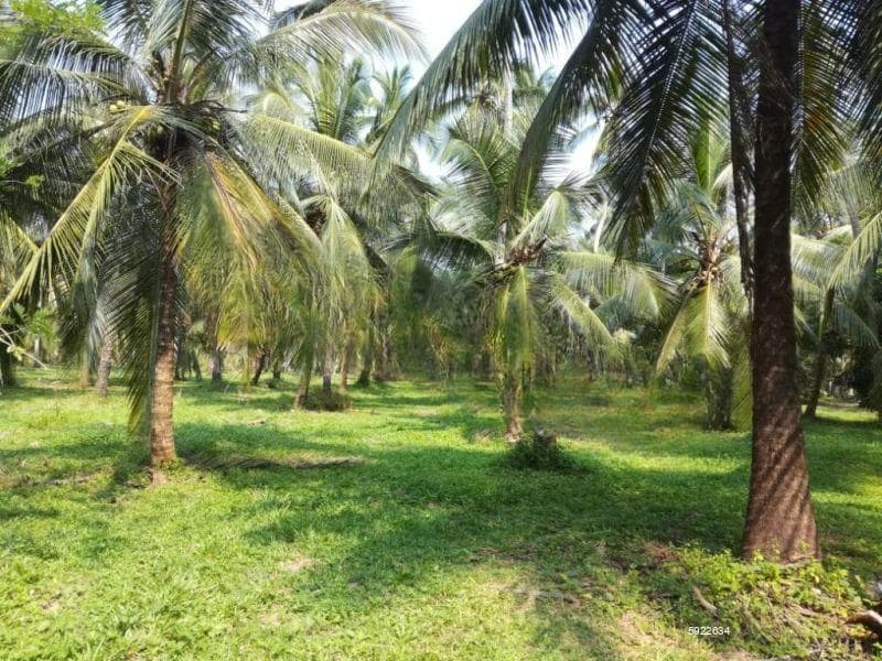 Negombo/ Kotadeniyawa 20 Acres Coconut Estate For Sale , Faceing Maha Oya River. ( Gampaha District )