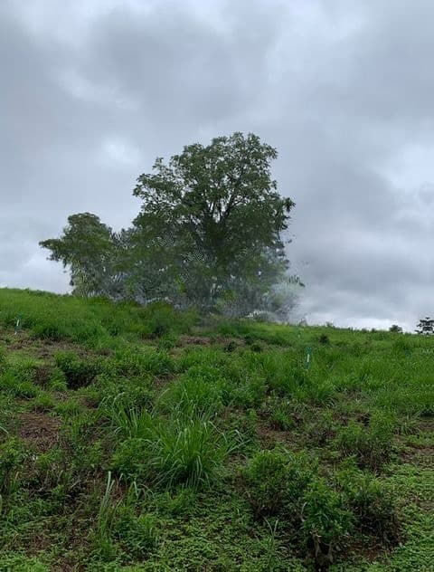 Land for Sale in Pussellawa