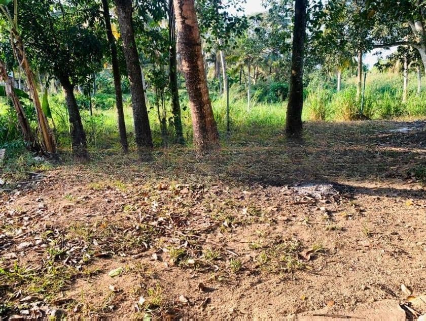 ජාඇල කණුවන පර්චස් 14.5 ක් විකිණීමට
