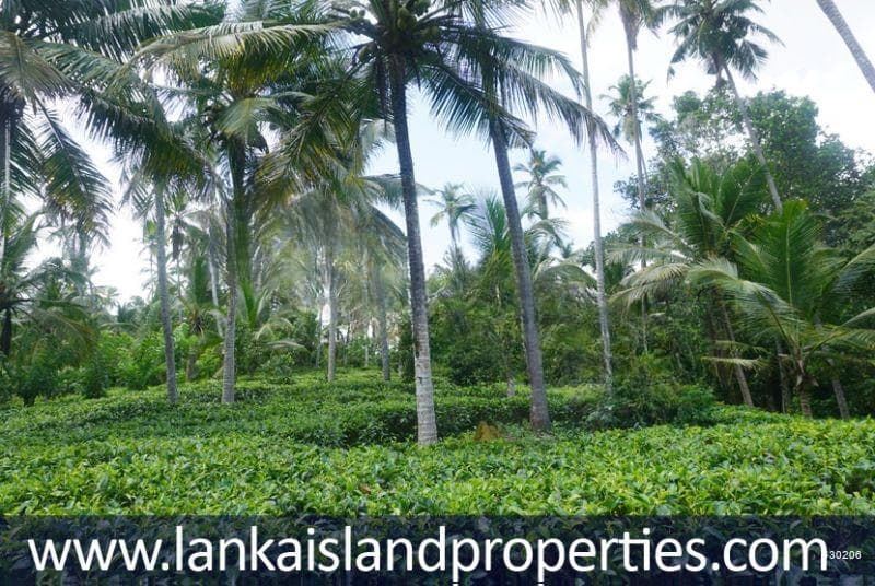 Tea plantation for sale in Ahangama - LIP 136