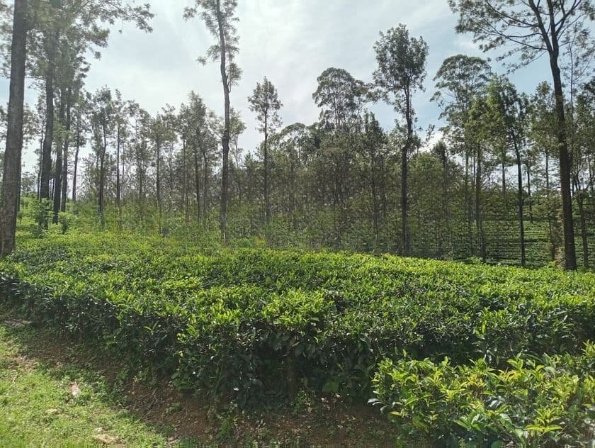 Land for sale Nuwara Eliya Ramboda