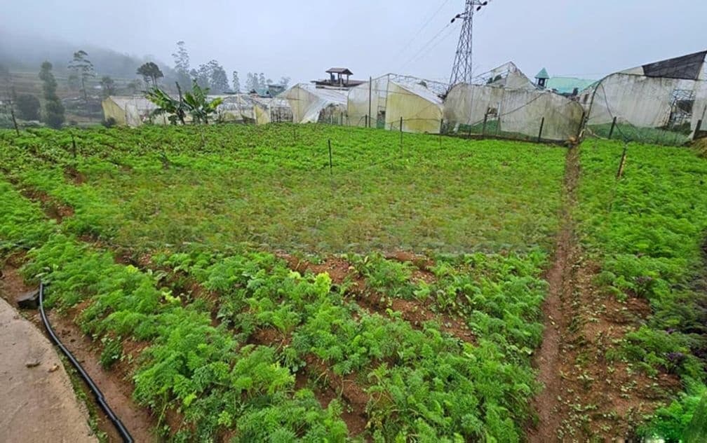 20-Perch Land for Sale at Kudaoya, Near Nuwara Eliya Town.