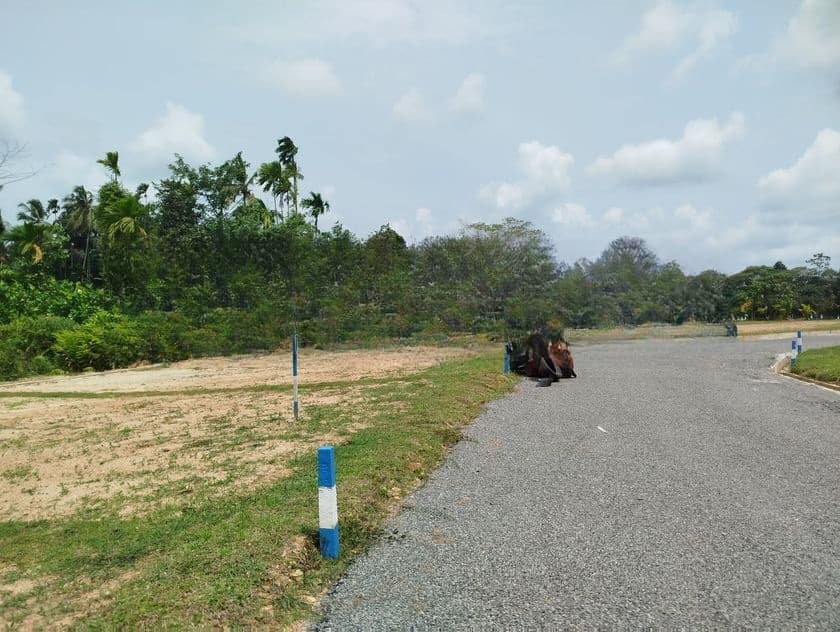 හෝමාගම බෙරුකැටිය බිම් කොටස් විකිණීමට