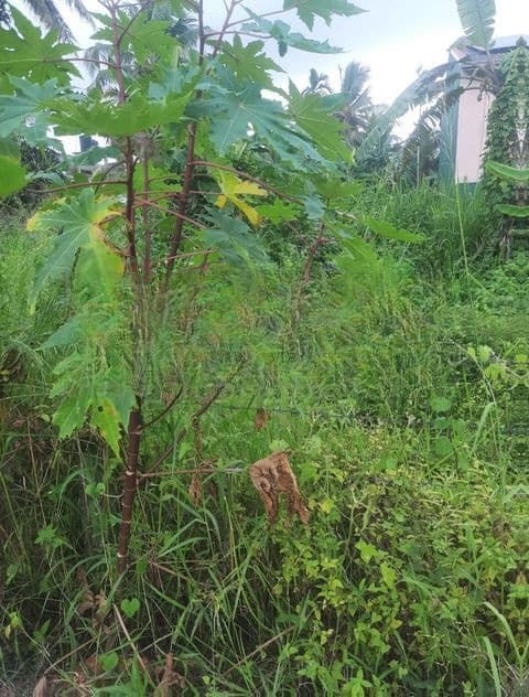Land For Sale In Raththanapitiya