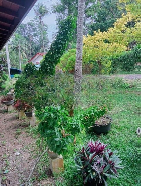 වටිනා ඉඩමක් විකිණීමට Ja Ela