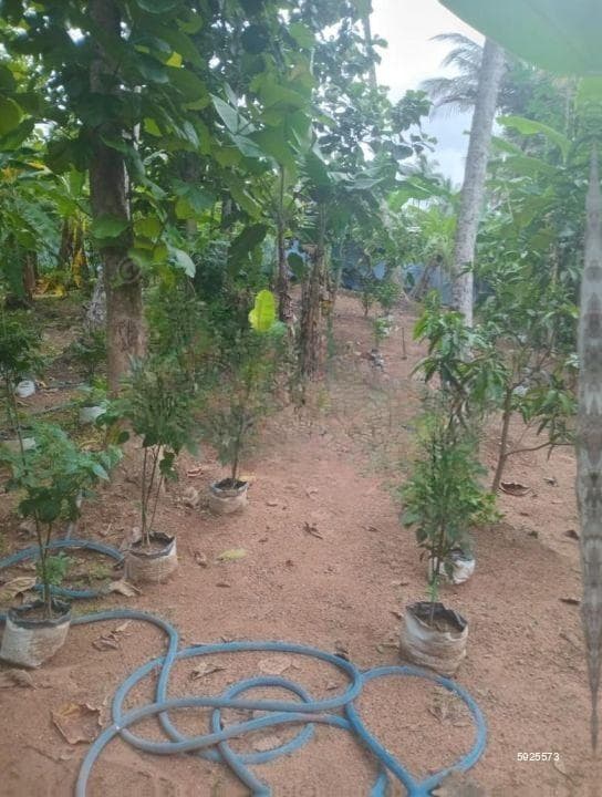 240 Perches Coconut Land For Sale in Pannala (SSPL-484)
