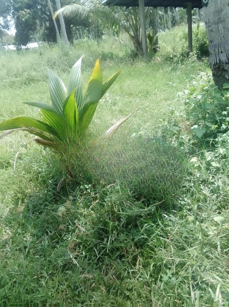 18 Acres Agricultural Bear Land For Sale In Kurunegala gonagama .