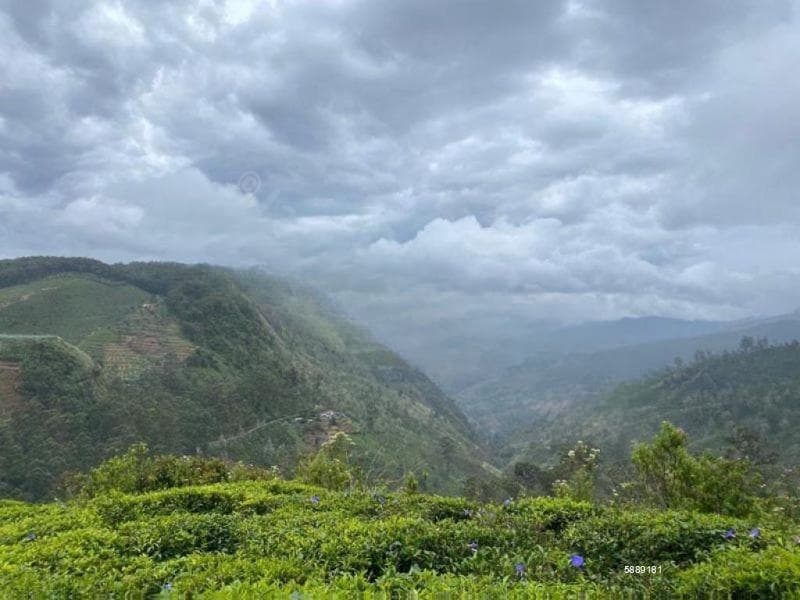 Ambewela Estate Land” for Sale – Rendapola Road, Nuwara Eliya.