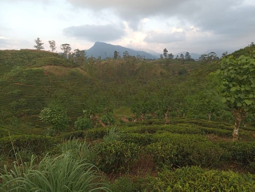 Land for Sale in Hatton