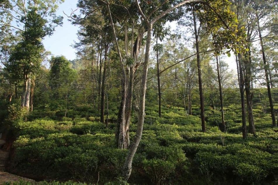 Land for Sale Ramboda