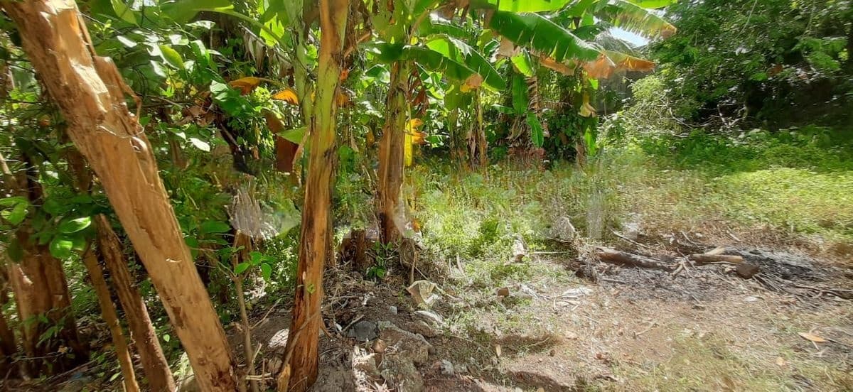 Land for Sale Boralesgamuwa