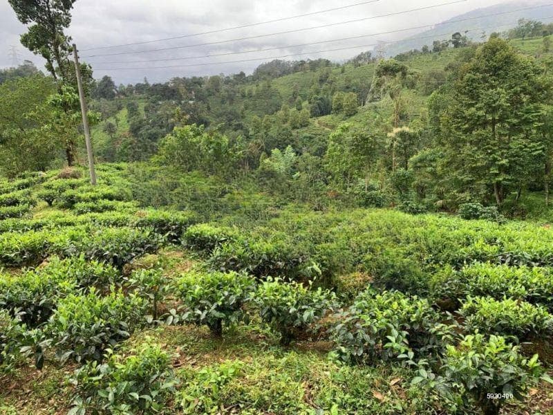Estate for Sale - Dolosbage | LKR 80,000,000