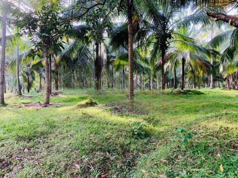 Estate for Sale - Kurunegala | LKR 195,000,000