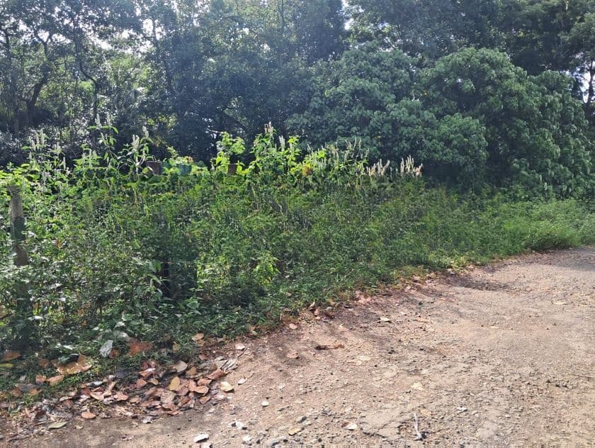Prime Residential Land for Sale – Digana, Near Victoria Golf Resort