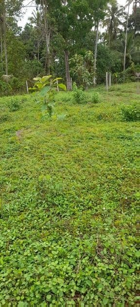 15perch Land for sale in kandawala katana