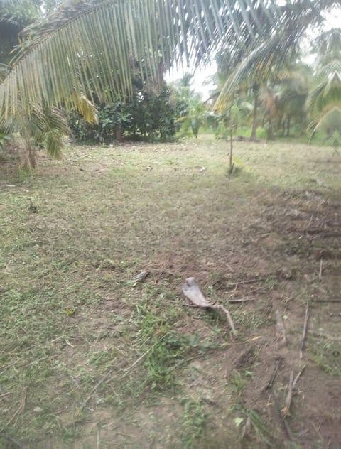 Dehiwala : 17.5 P Highly Residential Land for Sale at Attidiya