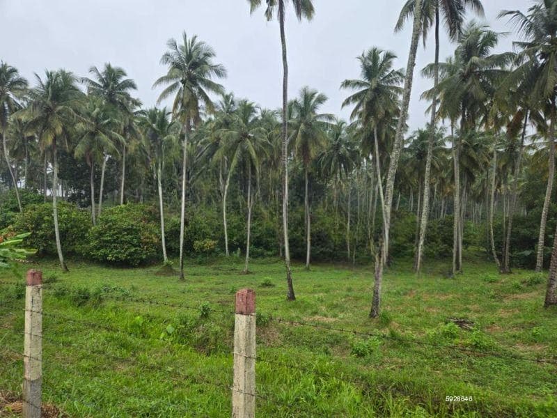 Coconut Estate for Sale Kurunegala - PDL26