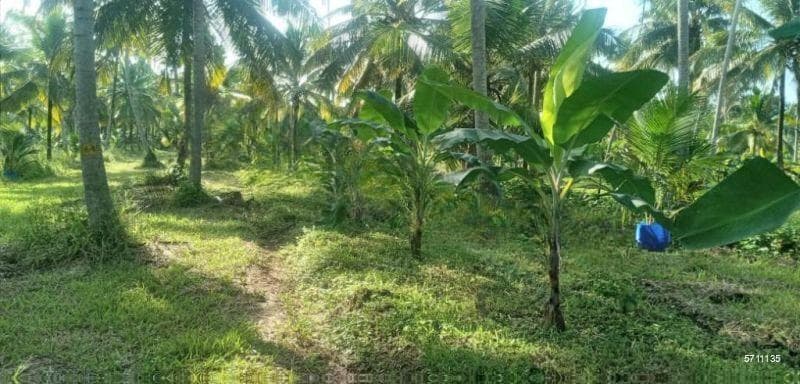 43 Acres 100% Developed Coconut Estate For Sale In Kurunegala. (7 Km From Kurunegala Town Faceing Carpeted Road)