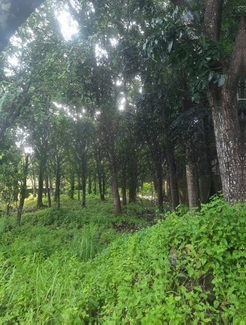 Land For Sale In Bellanvila