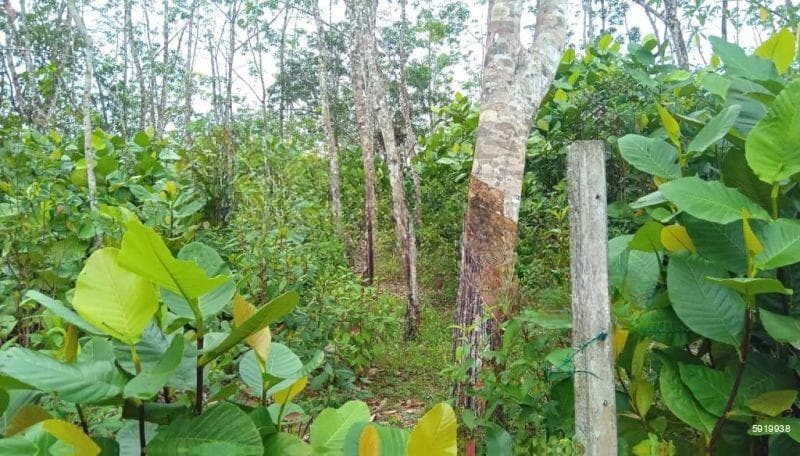 Prime Land for Sale in Bentota