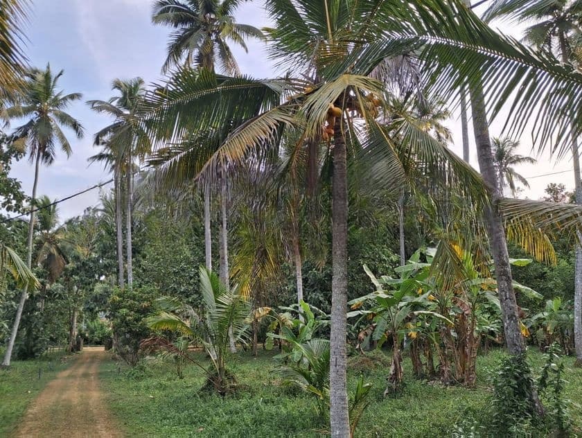 322perch Land for sale in godigamuwa