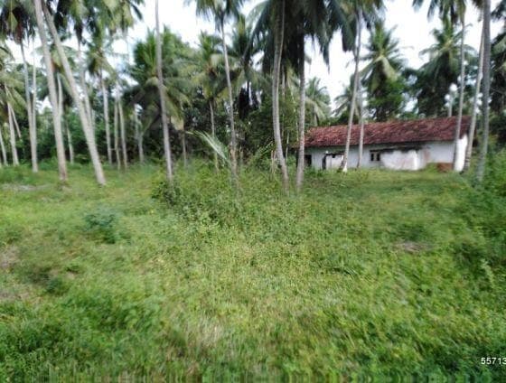 05 Acres Developed Coconut Estate For Sale In Negombo/ badalgama .