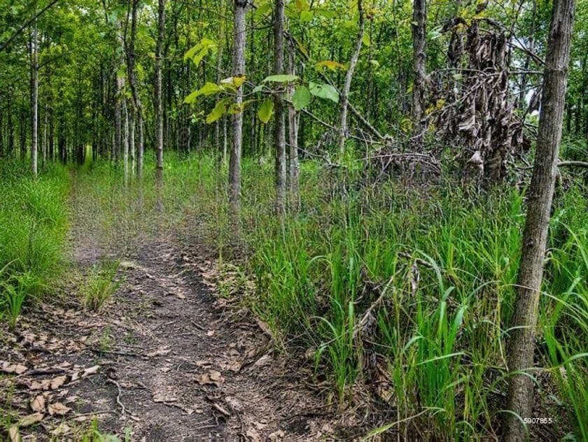 One Acre Mature Teak Land for Sale in Dambulla