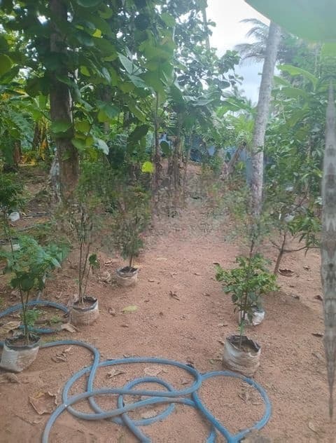 240 Perches Coconut Land For Sale in Pannala (SSPL-484)
