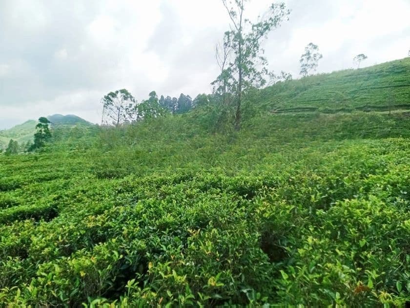 හැටන් ඉඩමක් විකිණීමට ඇත