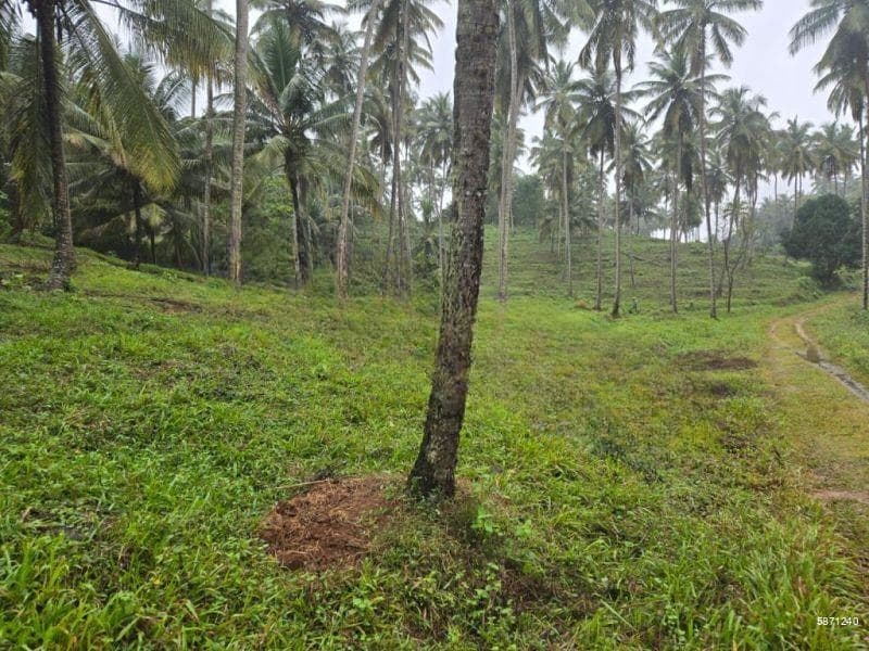■ Kurunegala ■ Coconut Estate For Sale ■ (NK11124)