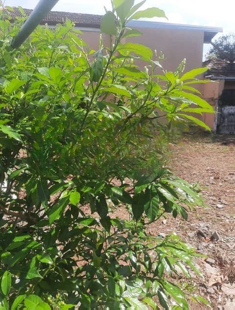 Land For Sale In Raththanapitiya