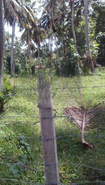 Commercial Land for Lease