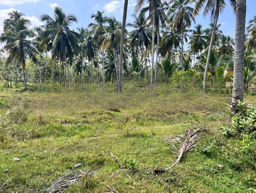Coconut Land for Sale Makandura