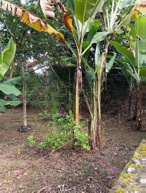 Land for Sale Hokandara