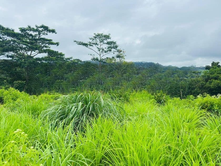 Lands for Sale in Pussellawa