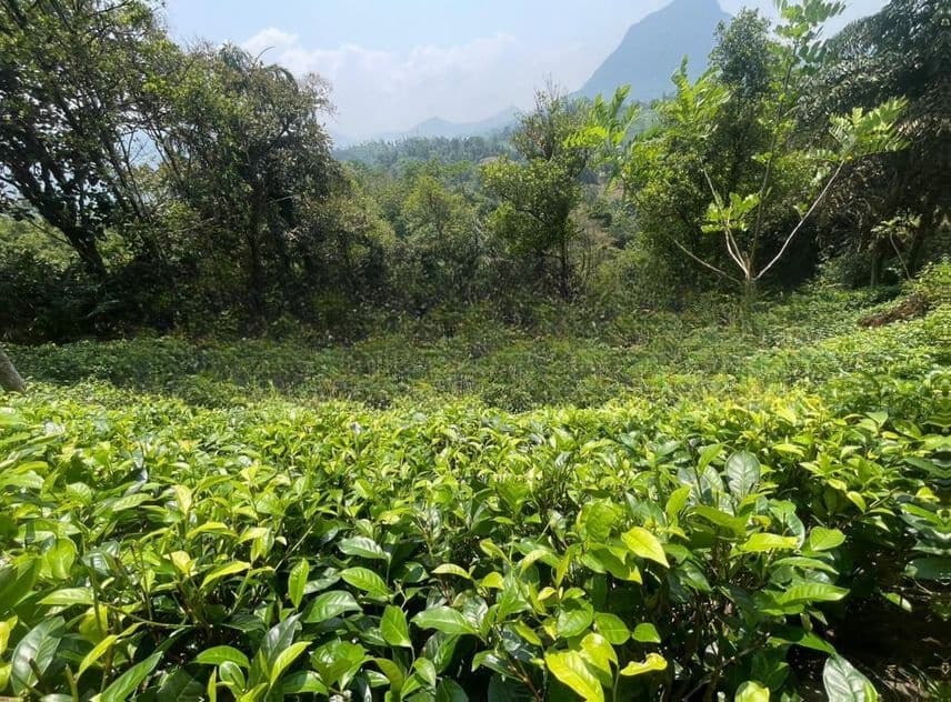 800 Perches ( 5 Acres ) Tea Estate for Sale in Galle Neluwa