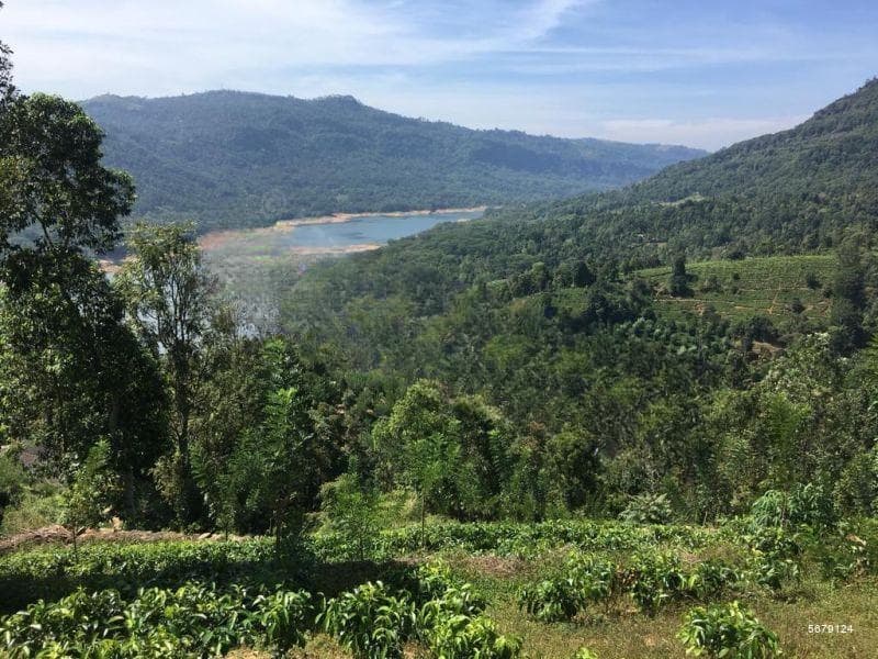 Estate for Sale - Ramboda | LKR 50,000,000