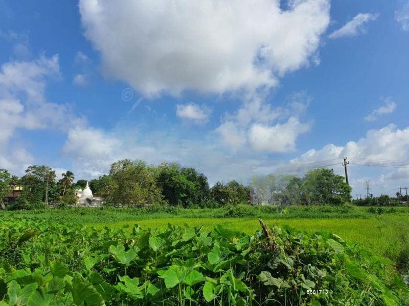15 Perch Paddy Field View Land on Temple Road, Maharagama (SL 14340)