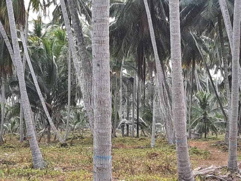 Estate With Poultry Farm For Sale in Bingiriya