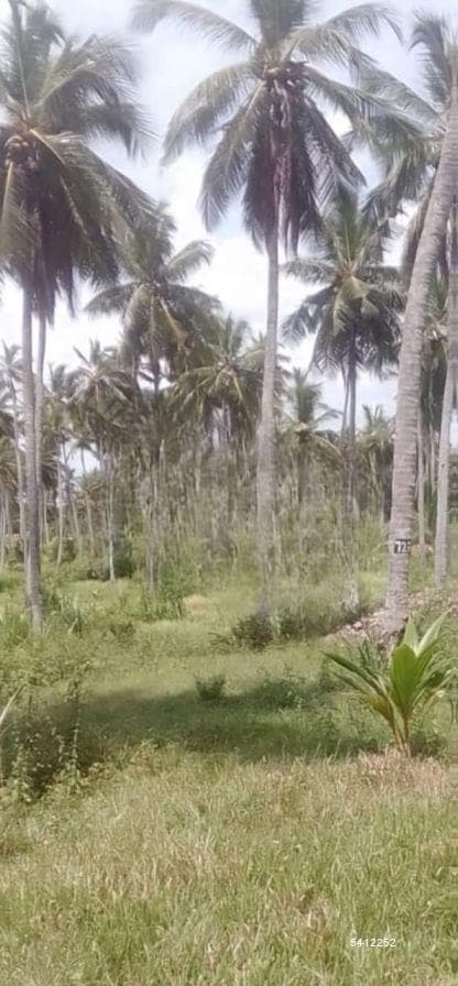 Kurunegala, Awlegama 32 Acres Coconut Estate for sale.