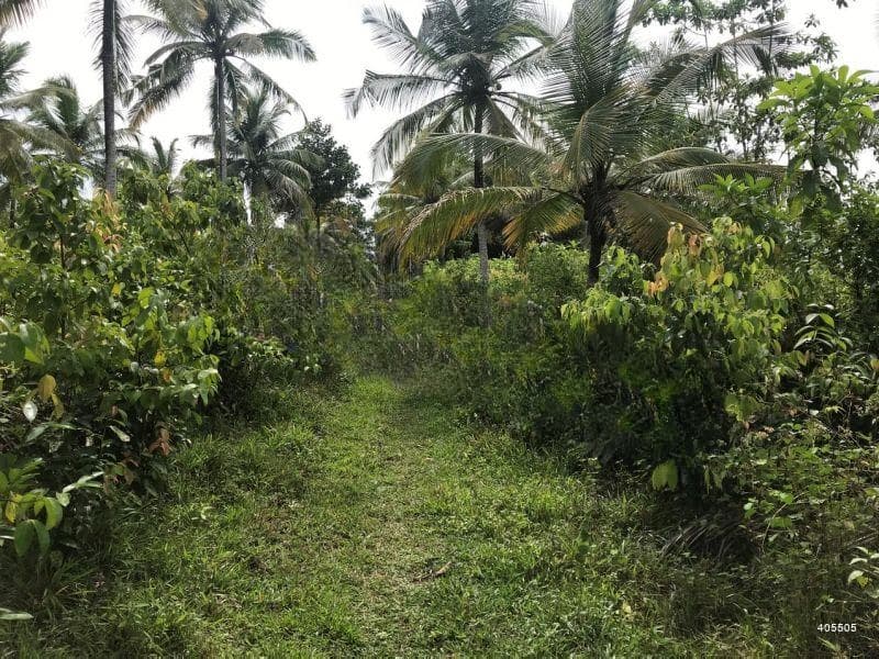 Five acres with cinnamon in Ahangama