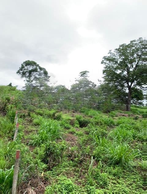 Land for Sale in Pussellawa