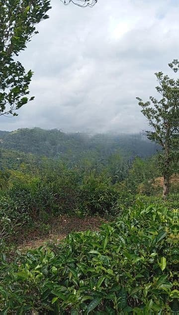 Tea Land for Sale Rangala