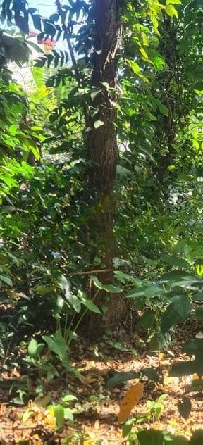 20-Perch Land - 1.4 Km from Kadawatha Highway