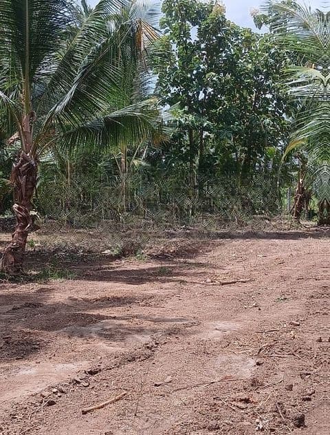 Land for Sale in Perimiyankulama