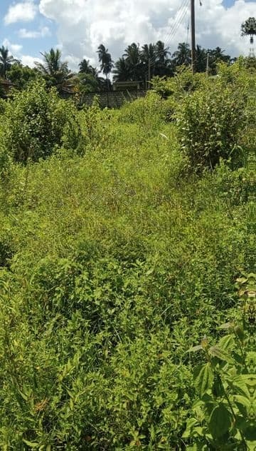 58 Perch Land for Sale in Thibirigaskatuwa