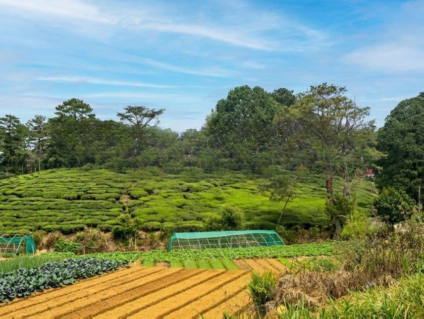 Commercial Land For Sale in Nuwara Eliya